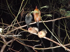 Roosting chickens at the Mine Shaft
