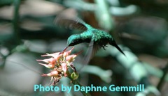 Puerto Rican Emerald Hummingbird