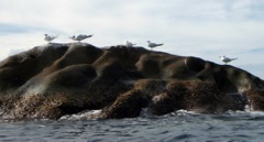 Terns on a Rock