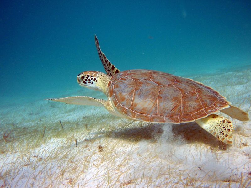Scott Beach - Green Sea Turtle 