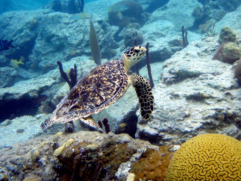 Caneel Hawksbill Sea Turtle