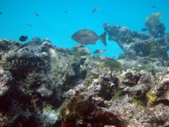 Savanna Reef