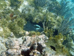 Savannah reef