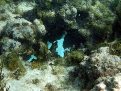 Savannah reef