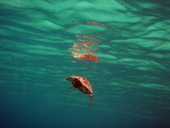 Caneel - Hawksbill Sea Turtle