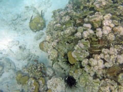 Scott-Caneel Reef