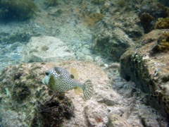 Scotte Bay Spotted Trunkfish