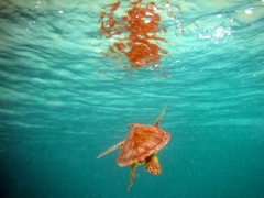 Scott Bay Green Turtle