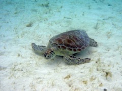 Scott Bay Green Turtle