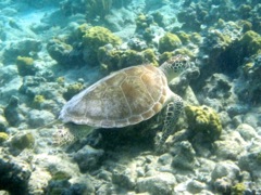 Scott Beach (Right) Green Sea Turtle