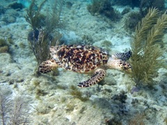 Littel Caneel Hawkbill Sea Turtle