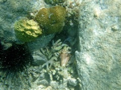 Littel Caneel Octopuse's Garden