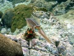 Littel Caneel Caribbean Reef Squid