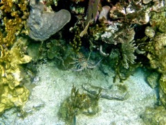 Mountain Trunk - Caribbean Spiny Lobster