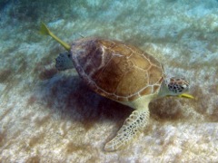 Little Dix Green Sea Turtle (notice prop Wound)