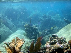 Long Bay Reef
