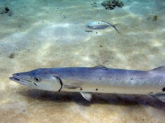 Caneel Great Barracuda