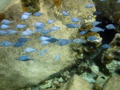 Valley Trunk Bay - Blue Tang