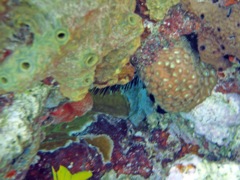 The Baths - Coral Colors