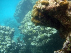Great Dog Reef