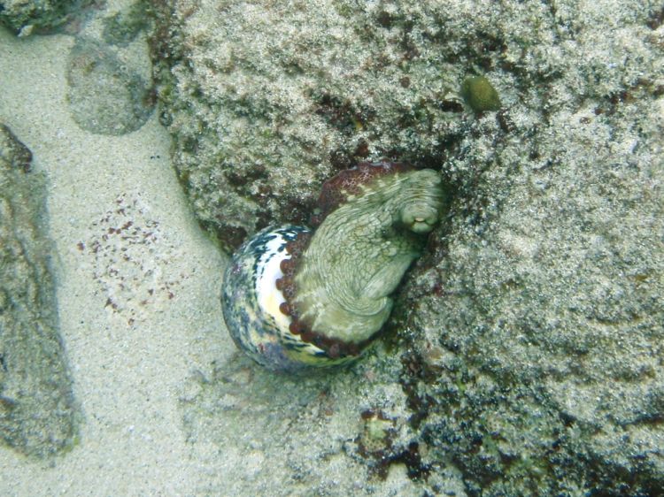 Common Octopus eating a Banded Trochus Snail (Scott)