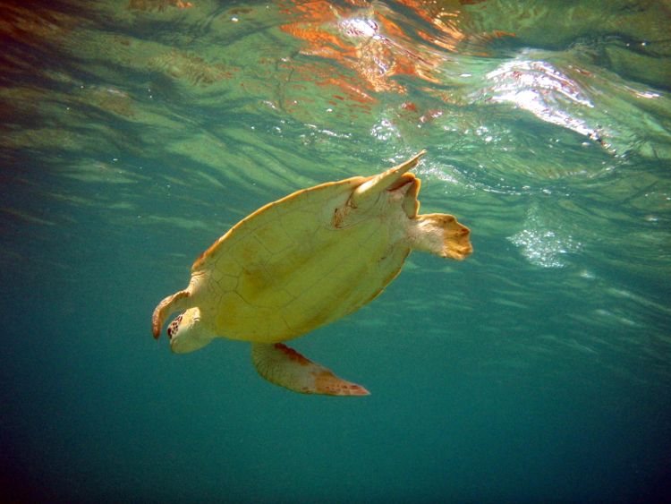 Scott Bay Green Sea Turtle