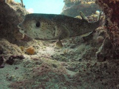 Porcupinefish (36