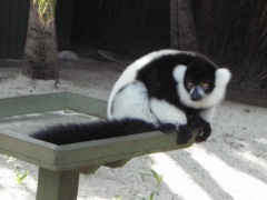 Black & Whire Lemur