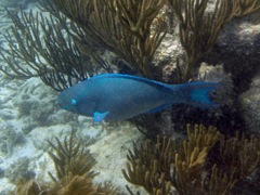 Queen Parrotfish (16