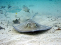 Southern Stingray and Smooth Trunkfish