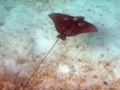 Spotted Eagle Ray (6')