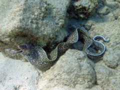 Spotted Moray Eel (3 feet)