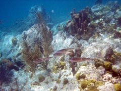 Caneel reef Caribbean Reef Squid (8