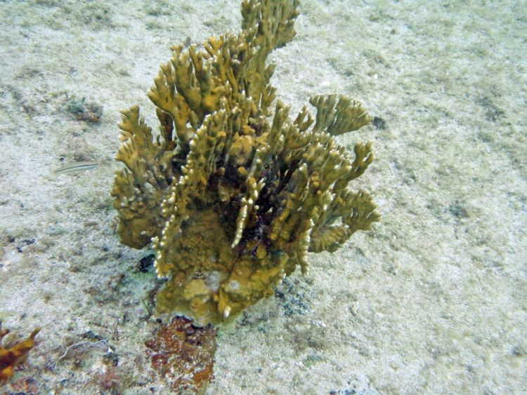 Fused Staghorn Coral