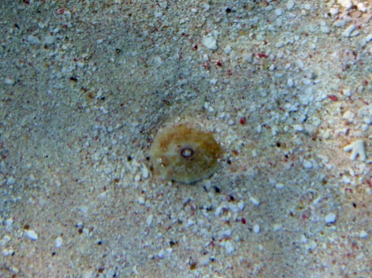 Limpet (1
