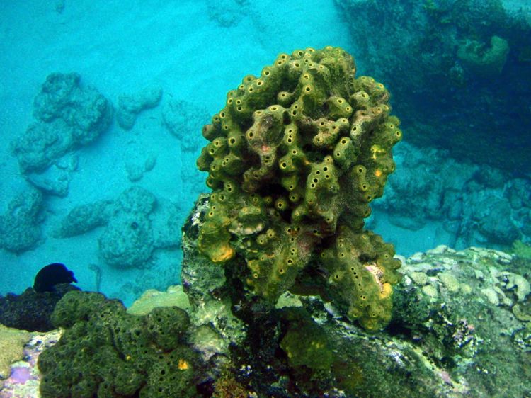 Lumpy Overgrowing Sponge (36