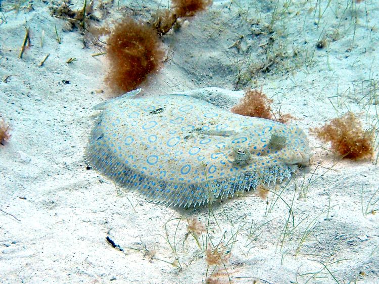 Peacock Flounder (10