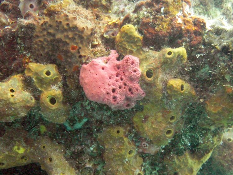 Pink Lumpy Sponge (6