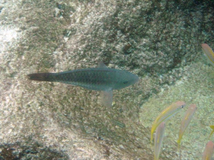Rainbow Parrotfish Initial (2