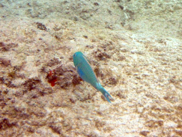 Redtail Parrotfish (14