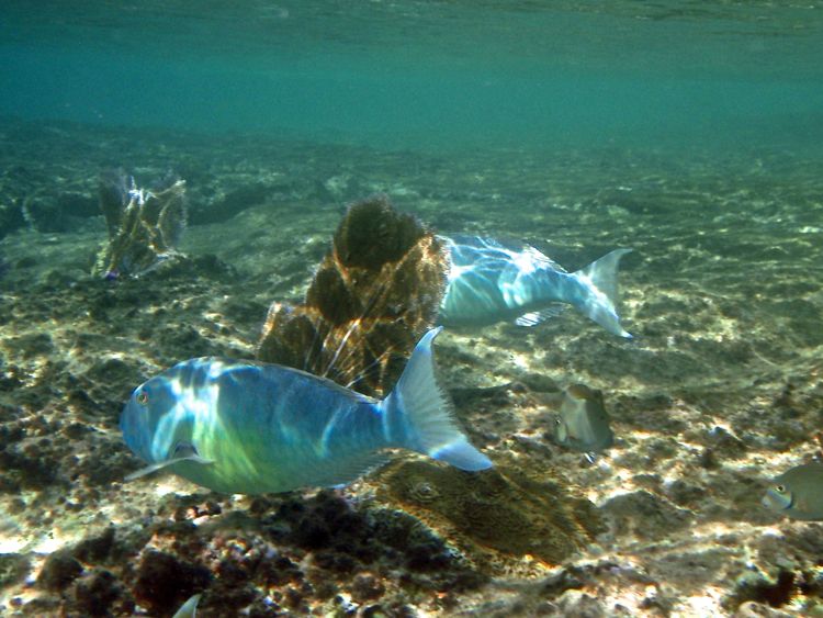 Blue Parrotfish (18