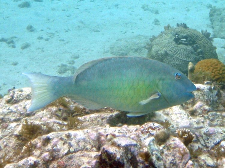 Blue Parrotfish Int. (18