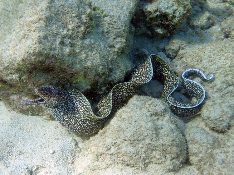 Spotted Moray Eel (3 feet)