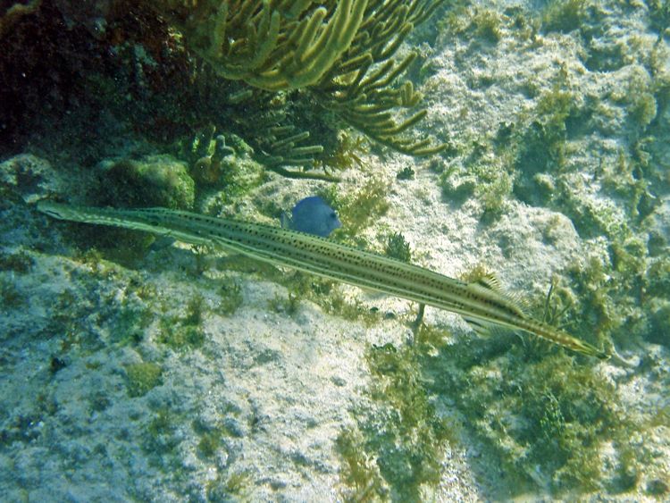 Trumpetfish (24