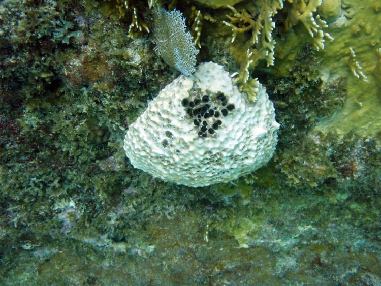White Lumpy Encrusting Sponge