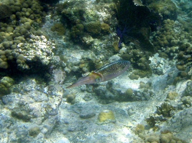 Caribbean Reef Squid (8