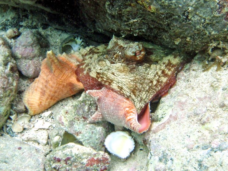 Common Octipus munching on a small conch (Caneel)