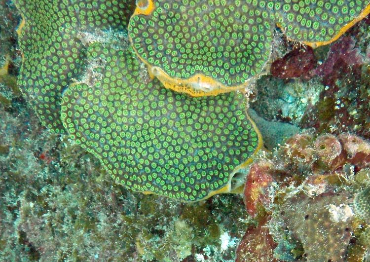 Common Star Coral