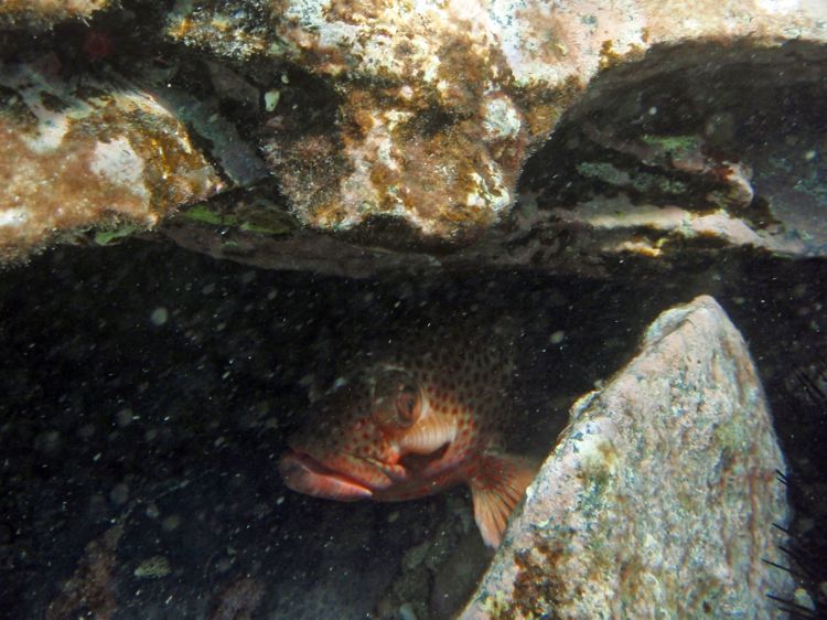 Cymothoid Isopod on Red Hind 