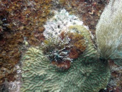 Algae Hydroid (4